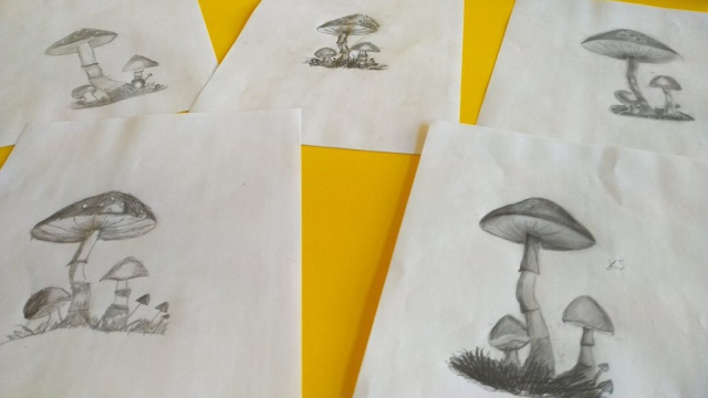 zdjęcie rysunków - grzyby