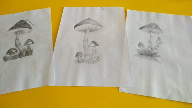 zdjęcie rysunków - grzyby
