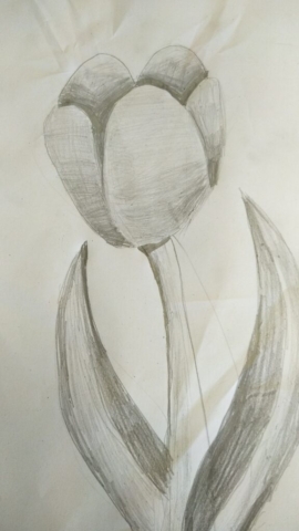 prace w ołówku, tulipan