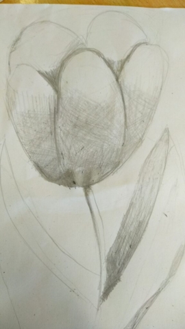 prace w ołówku, tulipan