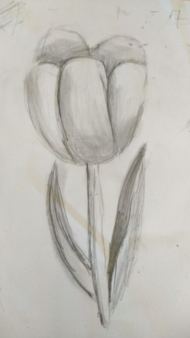 prace w ołówku, tulipan