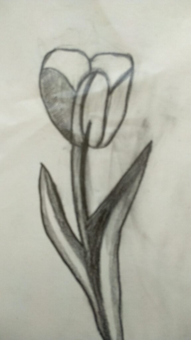 prace w ołówku, tulipan